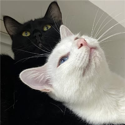 کھجلی فیملی avatar